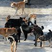 Жителей агрогородка в Дзержинском районе держит в страхе стая бездомных собак