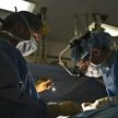 Пациенту впервые в истории пересадили две почки свиньи