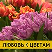 Тюльпаны, розы и мимозы. Как белорусы выращивают цветы и какие букеты сейчас в тренде?