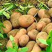 Новый для Беларуси сорт картофеля начали выращивать в Витебской области