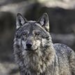 В Витебске ликвидировали волка, который держал в страхе жителей областного центра