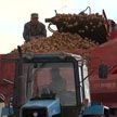 Аграрии Гродненщины собирают рекордные урожаи картофеля