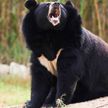 В США медведь укусил подошедшую к вольеру женщину