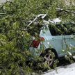 Упавшие деревья в Витебске повредили 8 автомобилей