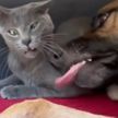 «Вся жизнь перед глазами пронеслась»: реакция кота на ласковое поведение собаки рассмешила интернет