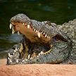Крокодил растерзал мужчину на глазах у прохожих