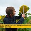 Богатый урожай: белорусский фермер вырастил полтора гектара подсолнечника