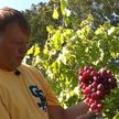Сбор урожая проходит на виноградных плантациях Беларуси. Репортаж ОНТ