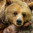 В Минском зоопарке проснулись медведи