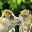 Ученые выяснили, что люди могут понимать язык обезьян