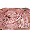 Китайские ученые обнаружили уникальное яйцо динозавра, долгие годы хранившееся в запасниках музея