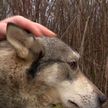 Белорусский Хатико: потерянный 2,5 года назад пес вернулся к своему хозяину в Вилейском районе