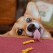 «Просто умора!»: реакция собаки на лакомство рассмешила сеть (ВИДЕО)