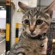 Домашний кот приехал на фуре на распределительный центр в Подмосковье, его нашли сотрудники склада