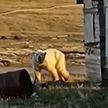 Медведь пришел к людям, чтобы ему помогли избавиться от застрявшей в пасти банки со сгущенкой