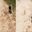 «Что тут вообще происходит?»: на видео попала ворона, выгуливающая собаку