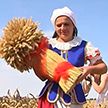 В крупнейшем хозяйстве Брестской области приступили к массовой уборке зерновых
