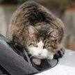 Кот на улице сам выбрал себе хозяина и запрыгнул в его машину. Посмотрите, теперь у пушистика будет дом! (ВИДЕО)