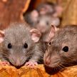 Sky News: В Луизиане крысы съели марихуану из полицейского склада вещдоков