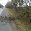 Последствия сильного ветра 20 ноября: поврежденные крыши, упавшие деревья и сбои в электричестве (ФОТО)