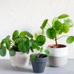 10 растений, которые принесут вам удачу и деньги! Срочно заведите у себя одно из них!