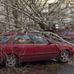 Поваленные деревья и сорванные крыши: в МЧС рассказали о последствиях непогоды в Беларуси 19 февраля