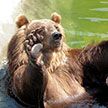 Видеофакт: медведь пришёл в отель в Болгарии, чтобы искупаться в бассейне