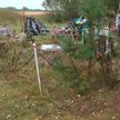 В деревне Рогачи коровы разгромили кладбище