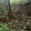 Пулемет нашел мужчина в лесу Гродненского района