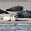 Каспийские тюлени находятся на грани исчезновения