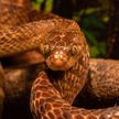 Змея устроила пиршество в курятнике: в Таиланде поймали четырехметрового хищника