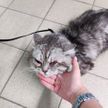 В Боровлянах пытаются спасти кота от издевательств хозяина