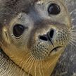 В Приморье детеныш тюленя погиб из-за активного внимания людей
