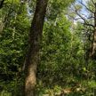 В 7 районах Могилевской области введен запрет на посещение лесов