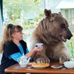 Наглый медведь забрал у туристов шашлык  (ВИДЕО)