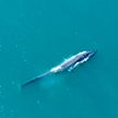 Ученые: синие киты возвращаются в Атлантику