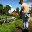 Как правильно поливать огород, а не просто лить на него воду? Ответ в рубрике «Метеогрядки»