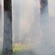 Дым от лесных пожаров в Канаде достиг Западной Европы