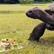 Самой старой черепахе в мире исполнился 191 год