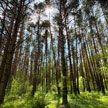 Минлесхоз: посещение лесов ограничено почти во всех регионах Беларуси