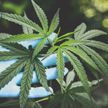 Легализацию марихуаны на федеральном уровне поддержала Палата представителей Конгресса США