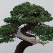 400-летнее дерево украли в Японии: хозяева просят воров поливать его