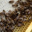 По всему миру участились случаи массовой гибели пчёл: к чему это может привести