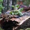 В трех районах Витебской области деревья упали прямо на проезжую часть из-за ветра