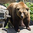 В Березовском районе ходят слухи, что медведь напал на человека. В милиции рассказали, правда ли это