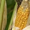 Небывалый урожай кукурузы собирают аграрии в Могилёвской области