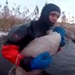 Сотрудники МЧС спасли замерзающего лебедя