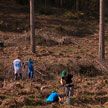 Представители НОК и именитые белорусские спортсмены приняли участие в высадке леса на Минщине