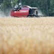Жатва-2023: аграрии намолотили уже больше 4 миллионов тонн зерна вместе с рапсом