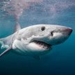 Акула-людоед напала на дайверов в Мексике. Все закончилось трагично… для акулы (ВИДЕО)